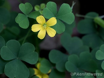 Flower and leaves